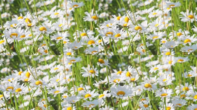 野雏菊开在草地上，草坪上，白色的甘菊随风摇曳