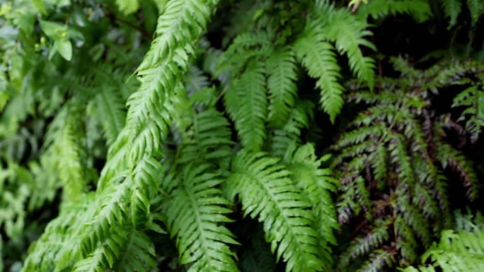 特内里费岛阿纳加月桂林植被的生物多样性