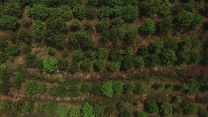 湖南油茶标准示范基地茶油茶山基地