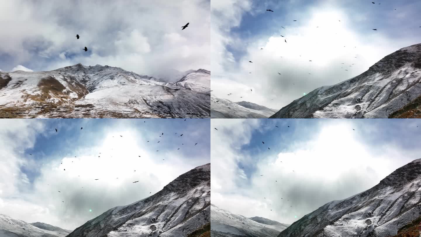 西藏 高原高山 老鹰 鸟群盘旋飞翔