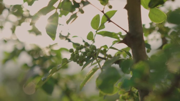 中国花椒树花椒树花椒