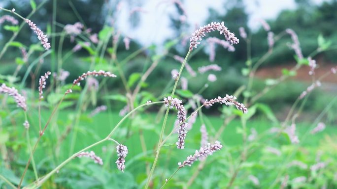 辣蓼草 蓼子草 斑蕉草 梨同草 辣蓼花8