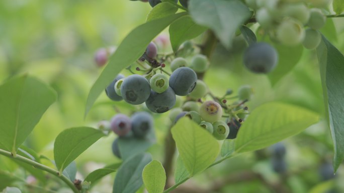 蓝莓树蓝莓果