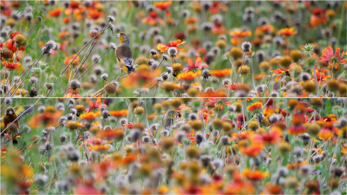 色彩斑斓的盛夏-在花丛中采食花籽的金翅雀
