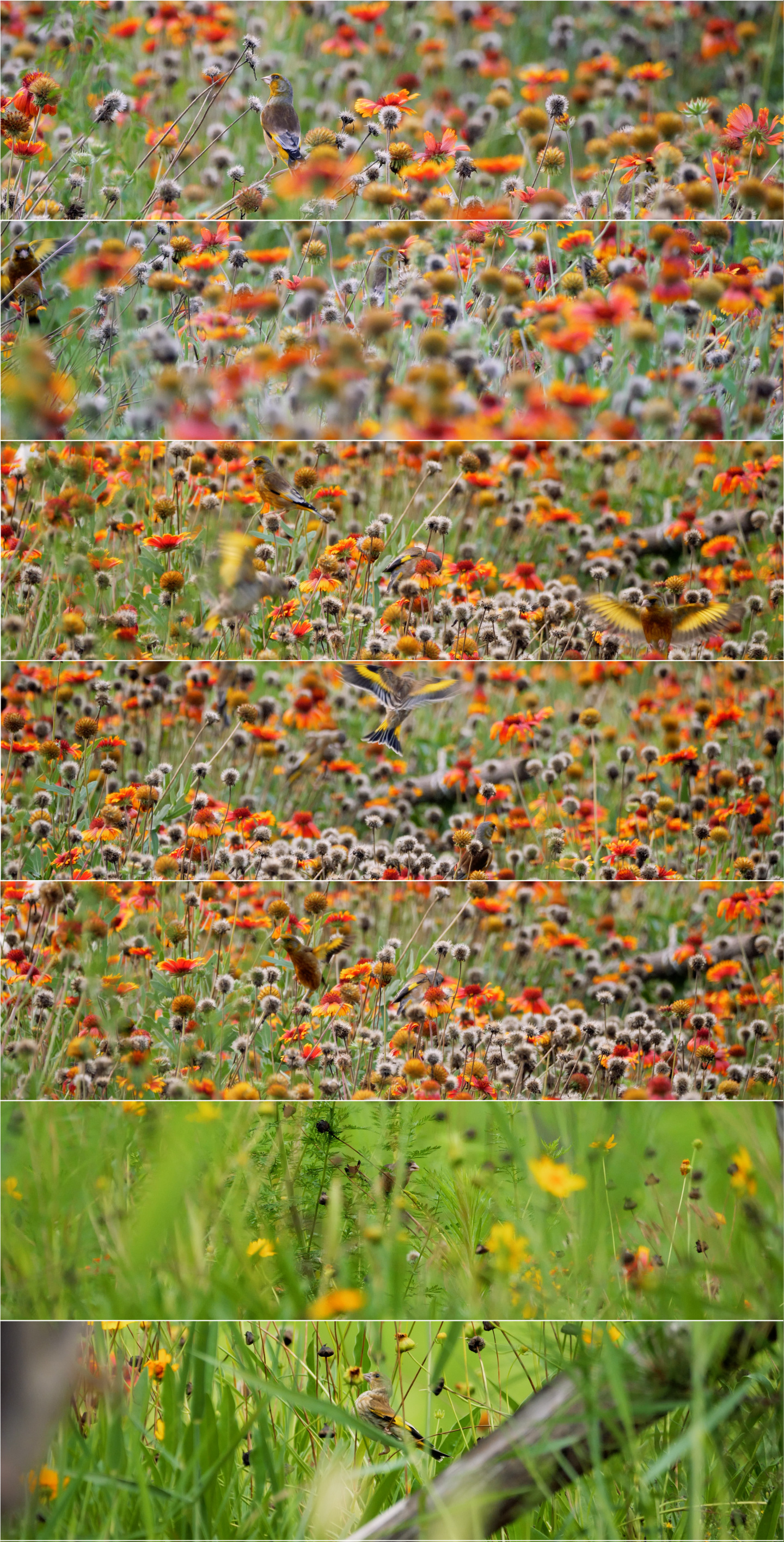 色彩斑斓的盛夏-在花丛中采食花籽的金翅雀