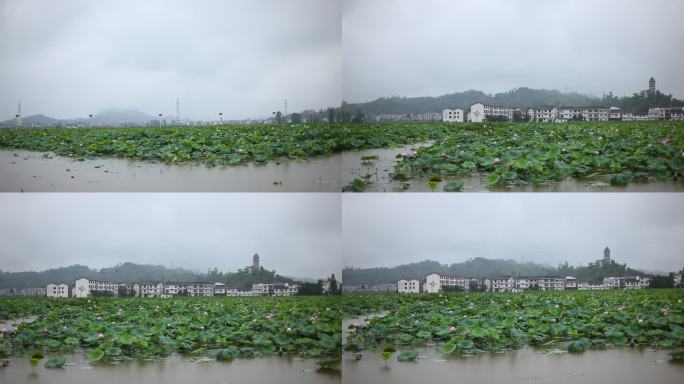 荷雨轻舞