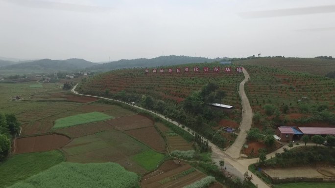 湖南油茶标准示范基地茶油茶山基地