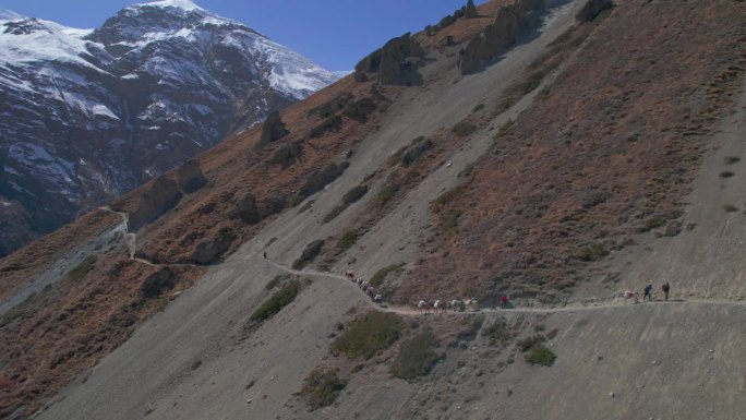 空中鸟瞰在尼泊尔夏尔巴人的带领下，驴提着袋子走在通往喜马拉雅山脉的提里科大本营的路上。安纳普尔纳环行
