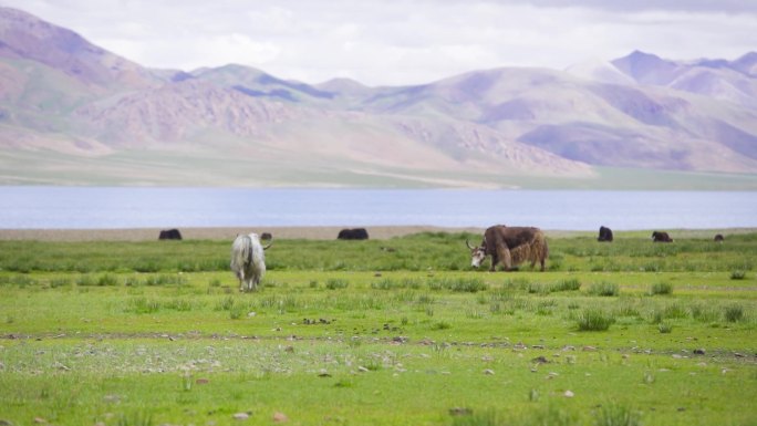 藏族牧民的日常生活 藏族人养牦牛若尔盖