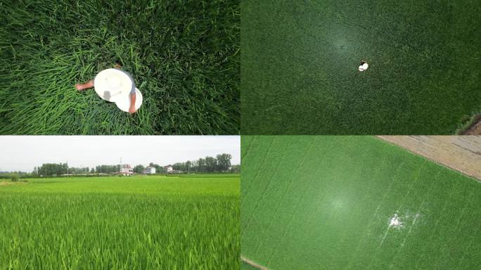 农民水稻施肥航拍