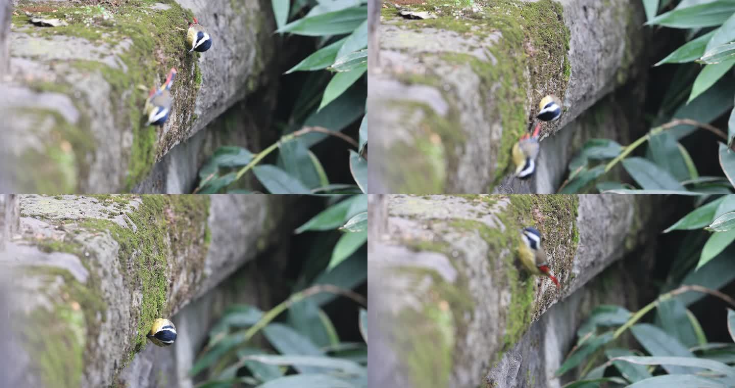 青苔 苔藓