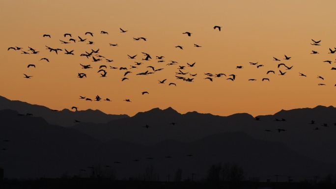 夕阳飞鹤原始素材