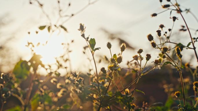 绿植空镜