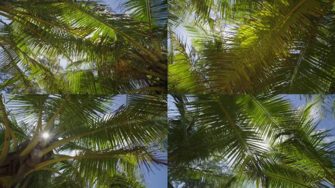 椰树棕榈叶摇曳，风吹阳光轻。绿棕榈树低角度镜头蓝天。