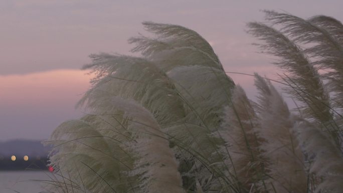 芦苇风中摇曳逆光实拍