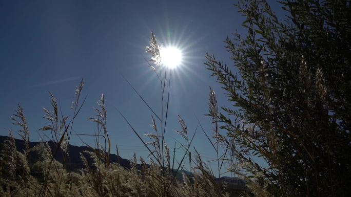 B新疆 准噶尔 河道旁麦浪摇曳 太阳特写