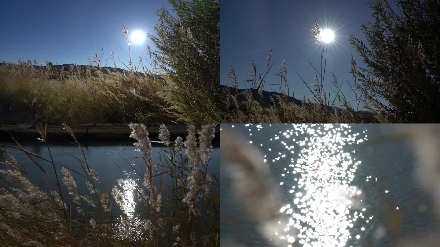 B新疆 准噶尔 河道旁麦浪摇曳 太阳特写