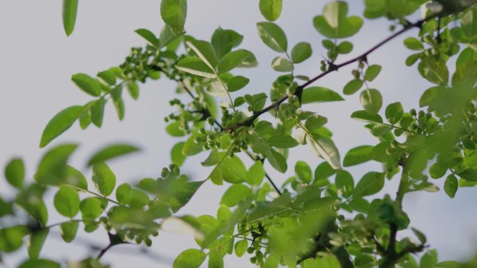 中国花椒树升格视频素材中国传统药材椒类