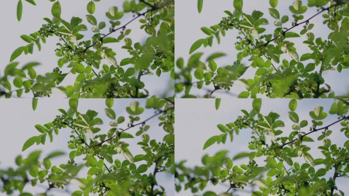 中国花椒树升格视频素材中国传统药材椒类