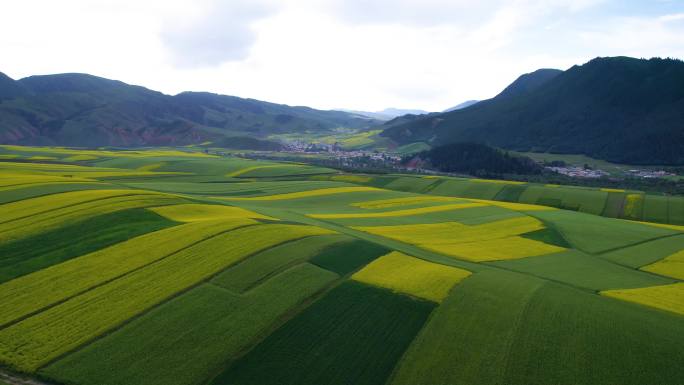 青海祁连山卓尔山门源油菜花航拍