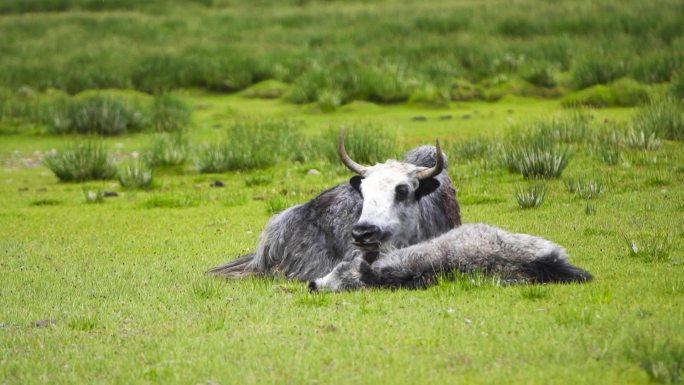 养牛 牦牛群 牛羊成群 青藏高原 放牧