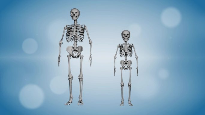儿童骨骼缓慢长大成人三维高清视频