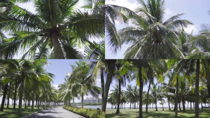 阳光透过椰子树