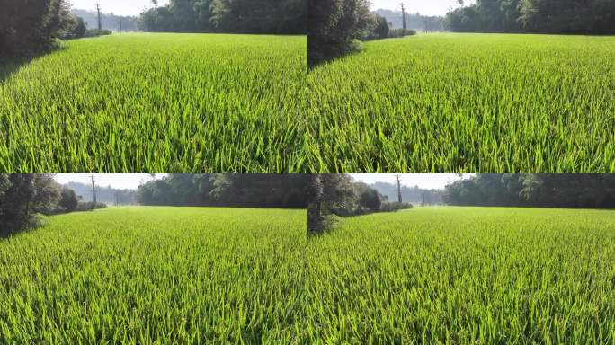 水稻成熟 水稻田 高标准农田 农业