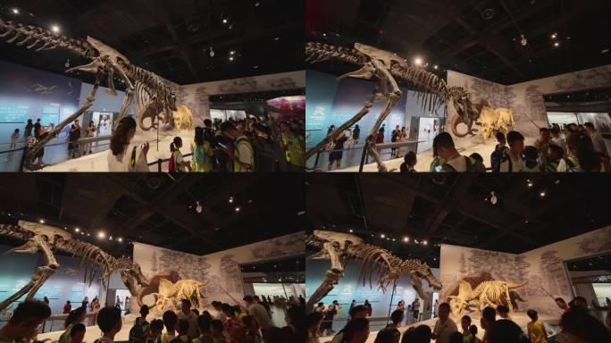 恐龙化石展示