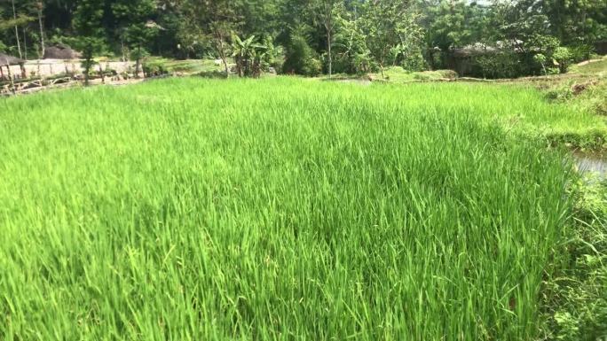 印度尼西亚当地的稻田