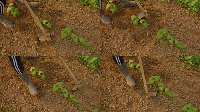 农民在大棚里锄胡椒苗周围的土，促进其生长
