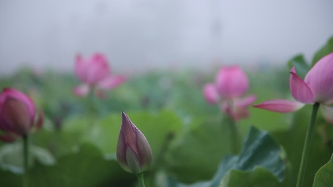 荷花盛开