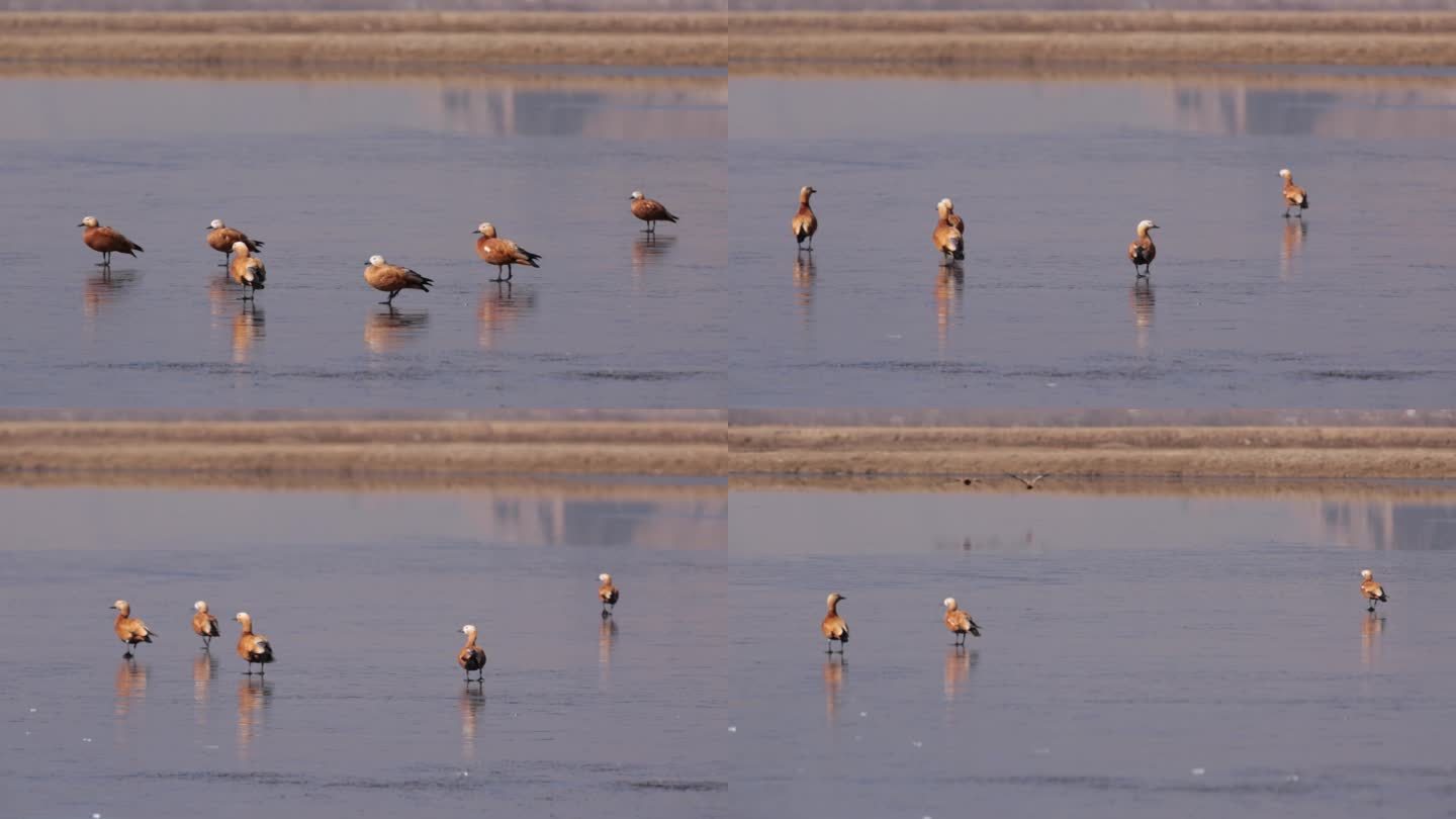 C拉鲁湿地鸭子4K实拍