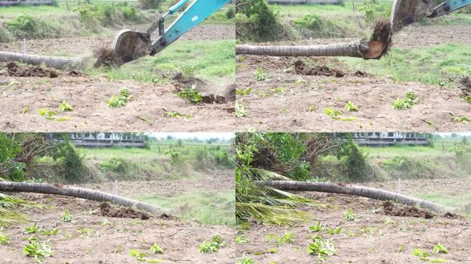 Makro挖树，挖树桩来调整地面以填满花园。摄于2023年6月7日，泰国Chokchai Nakho