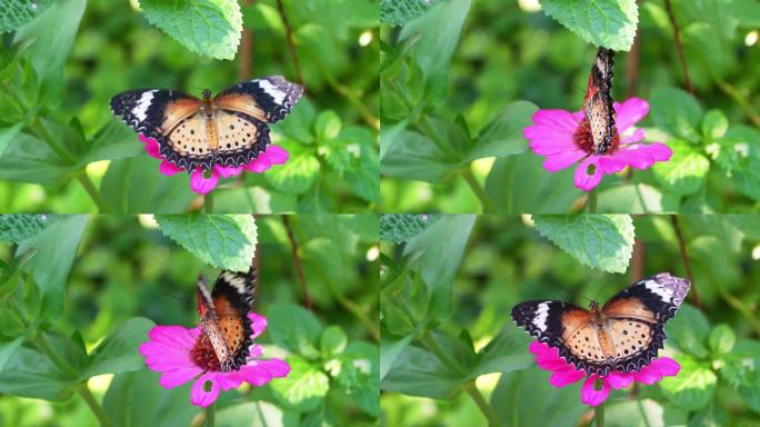 热带蝴蝶在盛开的泰国花园。