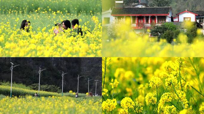 菜花 油菜花 春天 蜜蜂菜花 田野油菜花