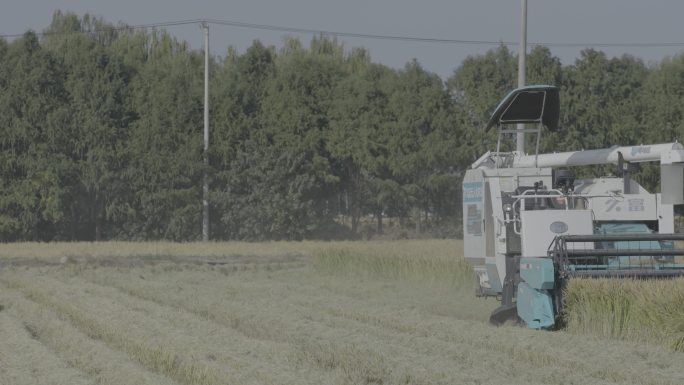 联合收割机收割水稻