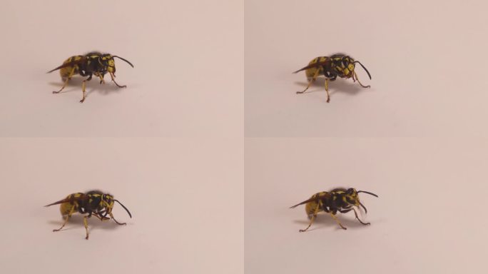 黄色的蜂王被隔离在白色的背景上。
欧洲黄蜂清洗自己。
它也被称为黄夹克。
