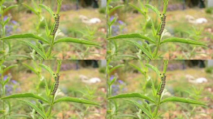 一只帝王蝶毛虫正在吃一种窄叶马利筋植物