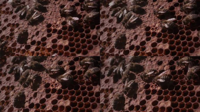 蜜蜂是从蜂巢里的蜂房里出生的。一个新的小蜜蜂从卵细胞中诞生经营养蜂场，维护蜂群