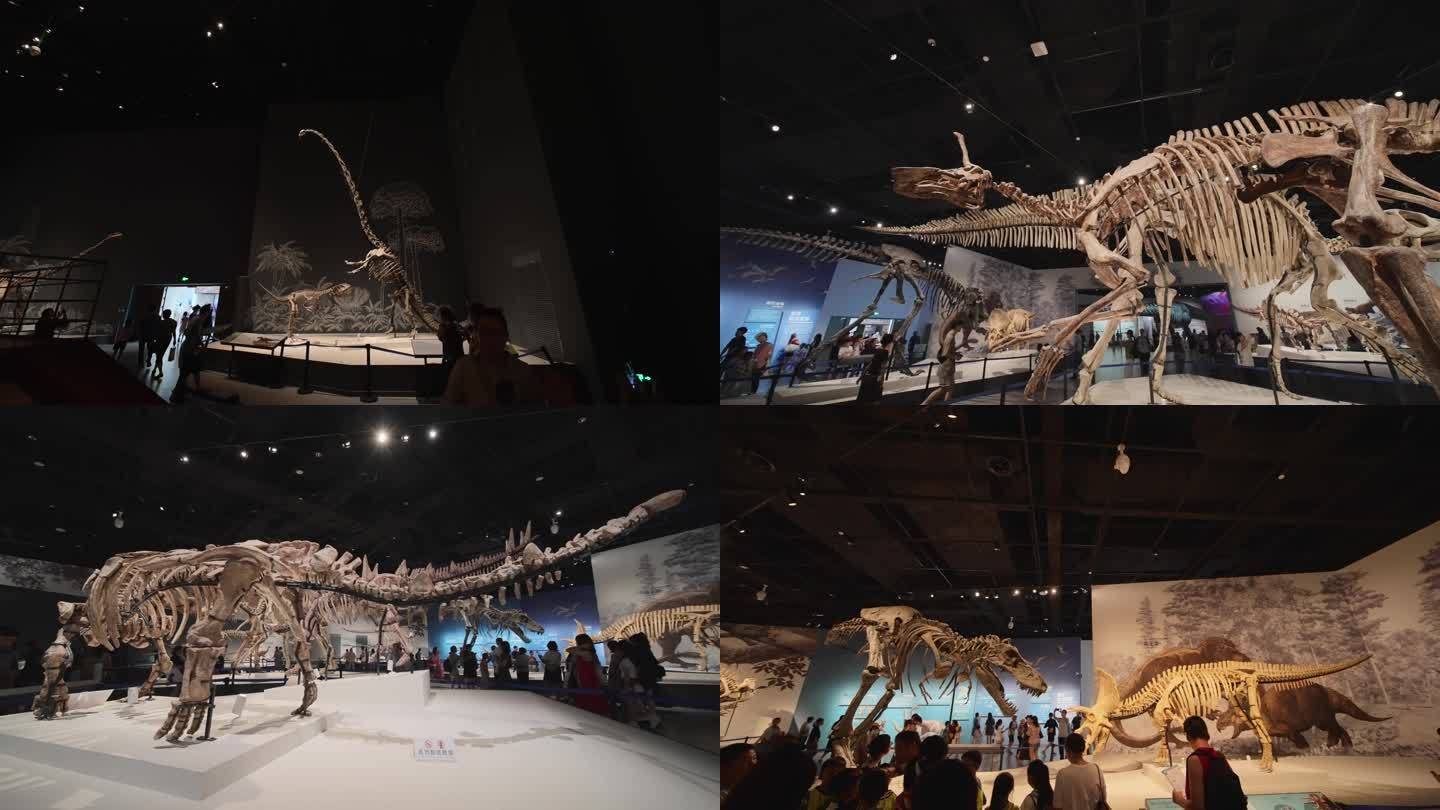 自然博物馆恐龙素材