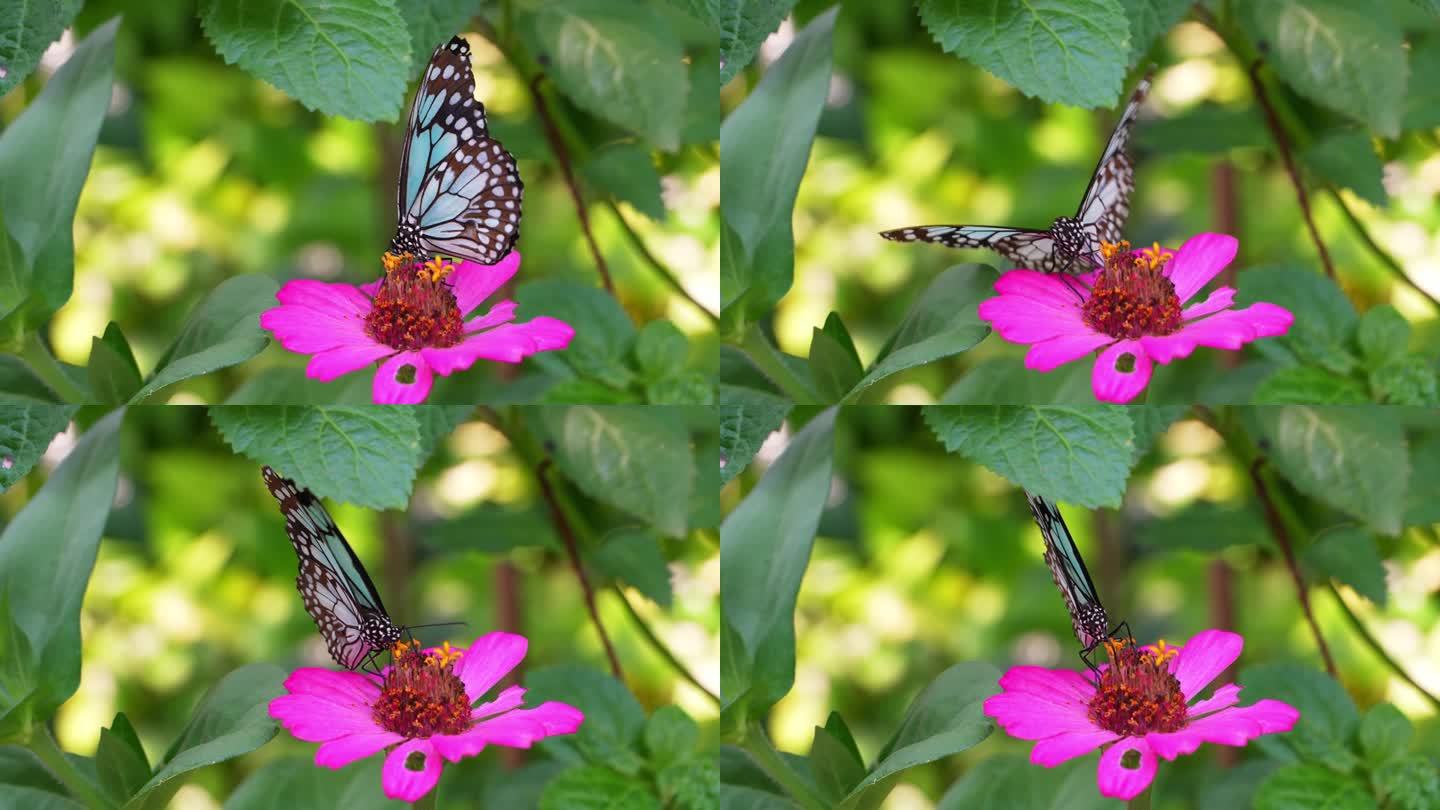 热带蝴蝶在盛开的泰国花园。