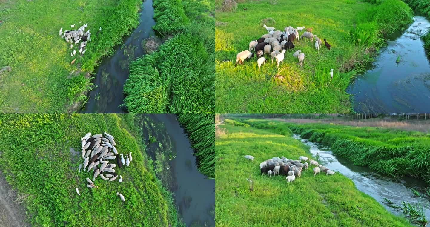 羊群 羊在小溪边吃草