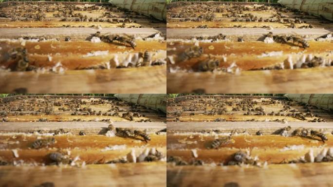 蜂巢里的蜜蜂。蜂窝状特写。蜂箱宏中的蜂群。蜜蜂正在吃蜂巢里的蜂蜜。蜜蜂在室外蜂房的蜂巢架上的特写。有