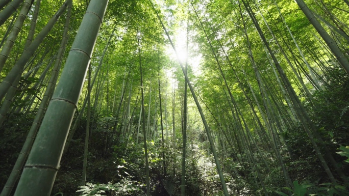 野外森林竹林转场