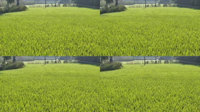 水稻成熟 稻田  高标准农田农业
