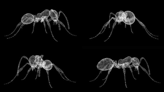3D蚂蚁在黑色背景上旋转。由闪闪发光的微粒构成的物体。野生动物概念。保护环境。用于标题，文本，演示。