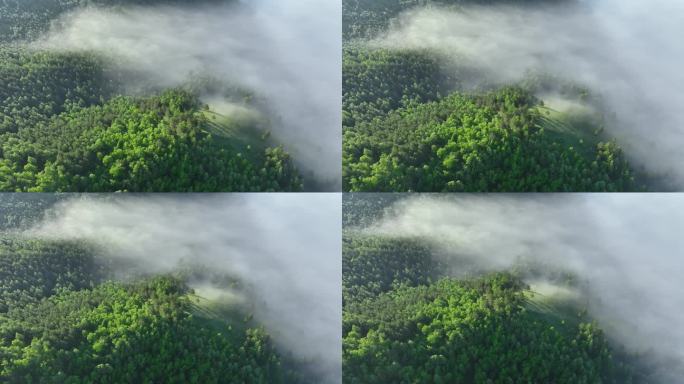 航拍晨雾缭绕的绿色山林
