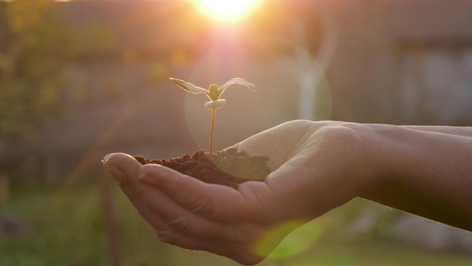 手捧绿芽树苗与美丽的夕阳在花园