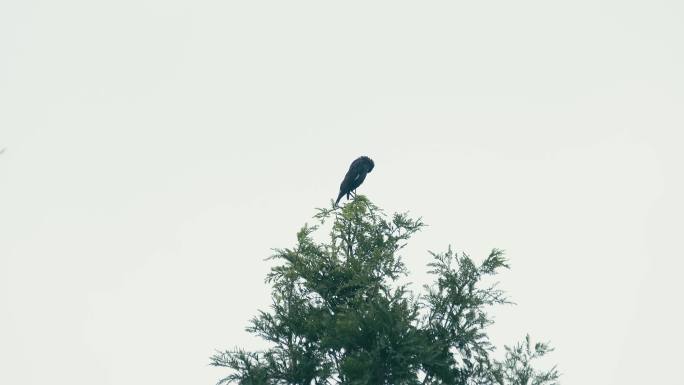 4K拍摄站在枝头的乌鸦